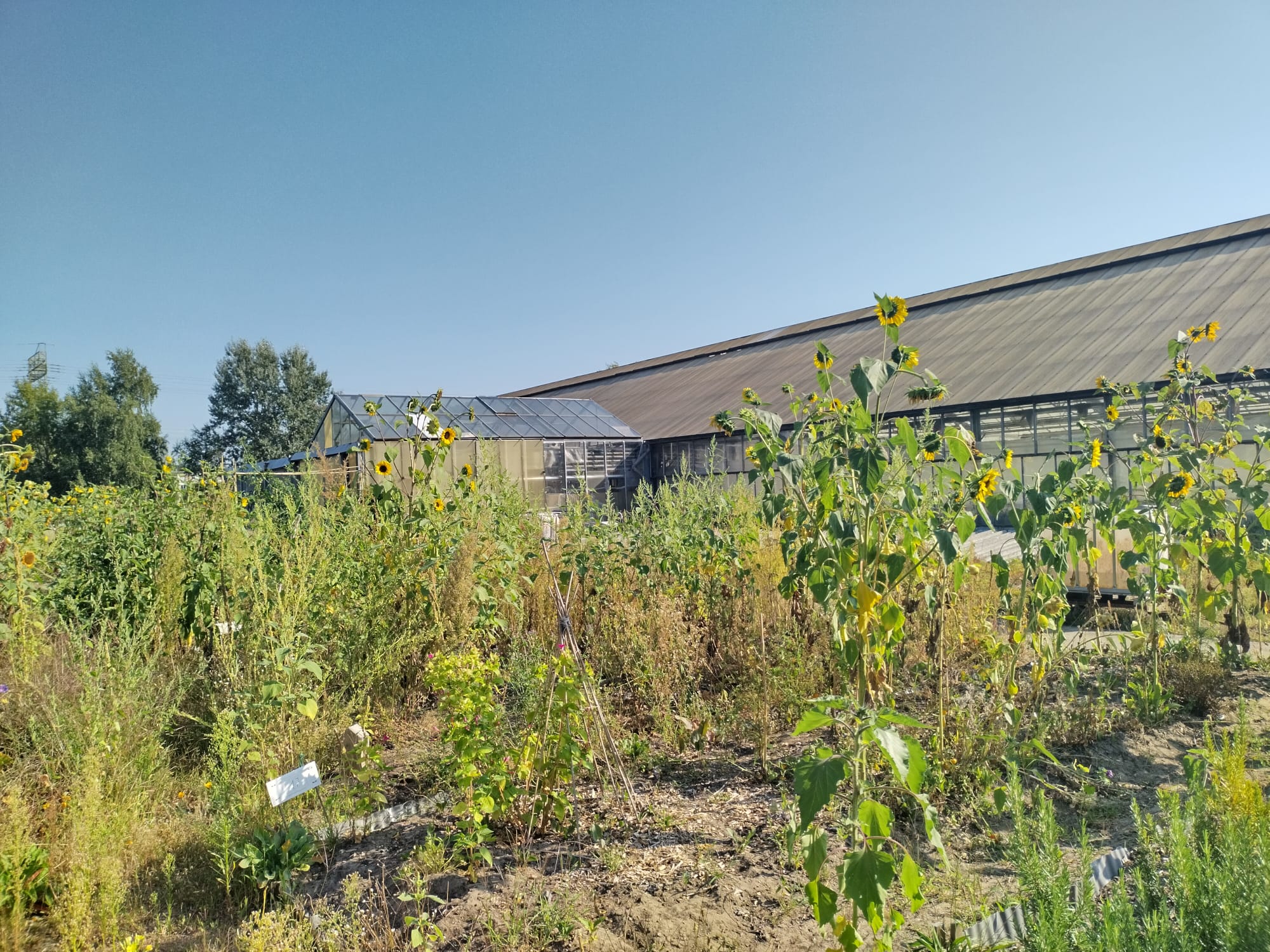 Vitrine Kiezkraut geht los